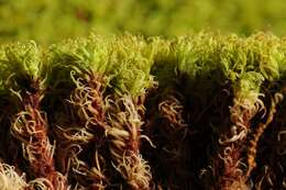 Image of tortella moss