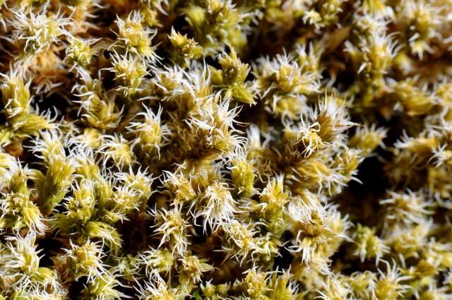 Image of racomitrium moss