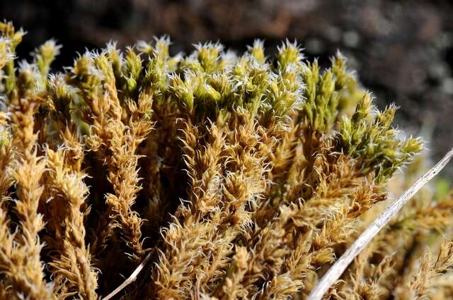 Image of racomitrium moss