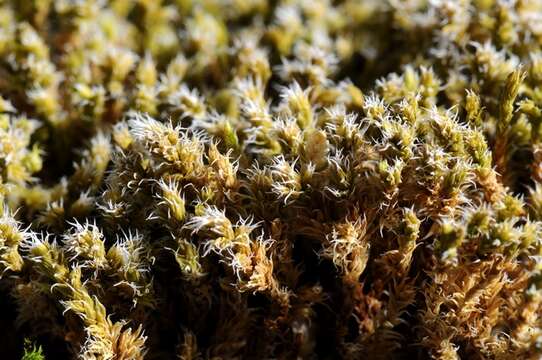 Image of racomitrium moss