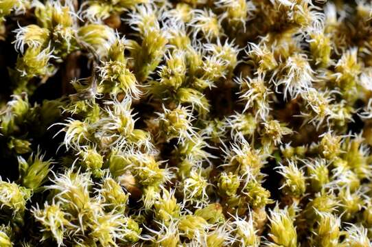 Image of racomitrium moss