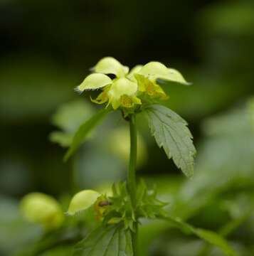 Image of deadnettle