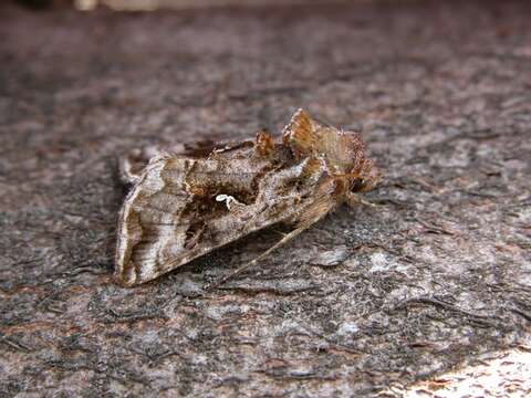 Image of Autographa