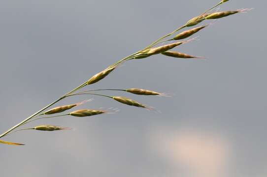 Imagem de Bromus racemosus L.