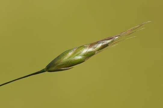 Imagem de Bromus racemosus L.