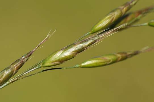 Imagem de Bromus racemosus L.