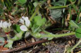 Image of subterranean clover