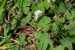 Image of subterranean clover