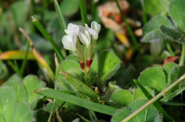 Image of subterranean clover