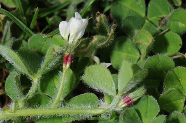 Image of subterranean clover