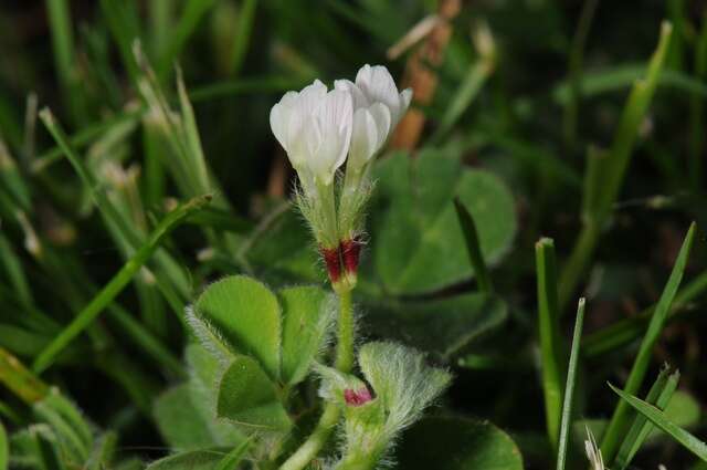 Image of subterranean clover