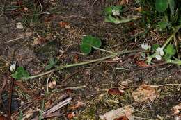 Image of subterranean clover