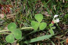 Image of subterranean clover