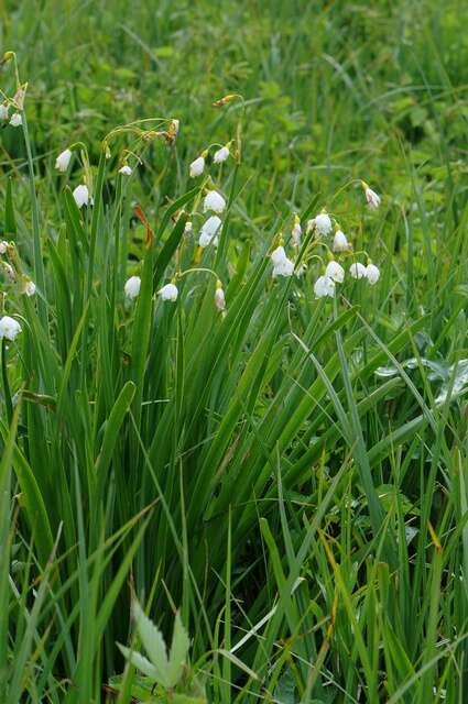 Image of Snowflake plants