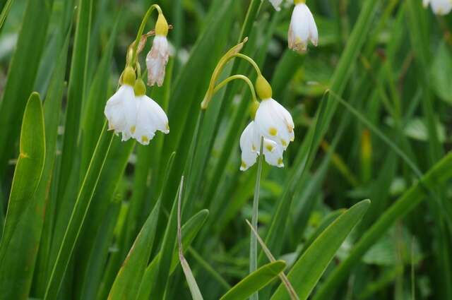 Image of Snowflake plants