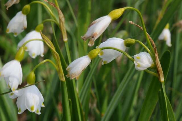 Image of Snowflake plants