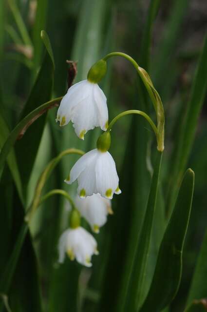 Image of Snowflake plants