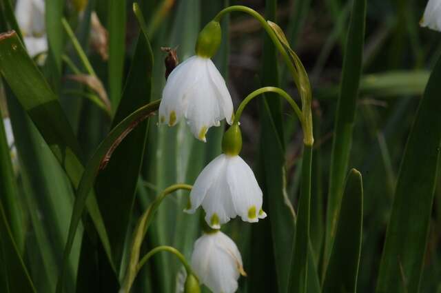 Image of Snowflake plants