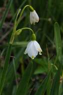 Image of Snowflake plants