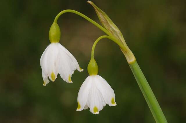 Image of Snowflake plants