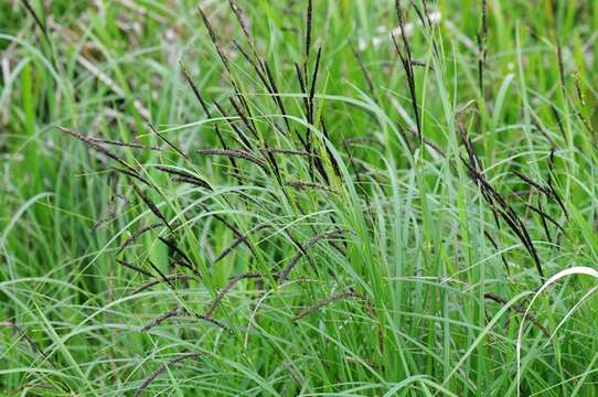 Image of tufted sedge