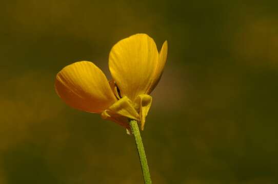 Ranunculus bulbosus L.的圖片