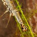 Image of Grooved Diving Beetle