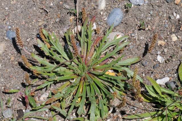 Image of plantain