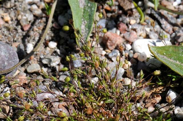 Image of pearlwort