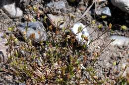 Image of pearlwort