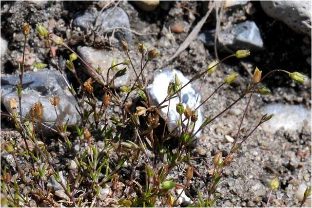 Image of pearlwort