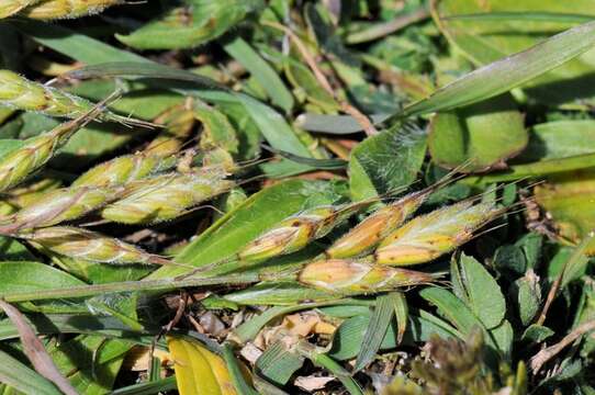 Imagem de Bromus hordeaceus subsp. thominei (Hardouin) Maire