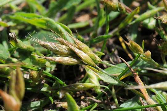 Imagem de Bromus hordeaceus subsp. thominei (Hardouin) Maire