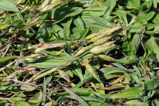 Imagem de Bromus hordeaceus subsp. thominei (Hardouin) Maire