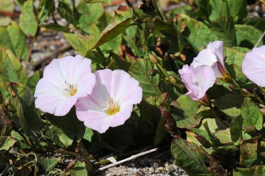 Image of bindweed