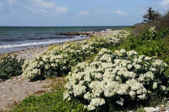 Image of crambe