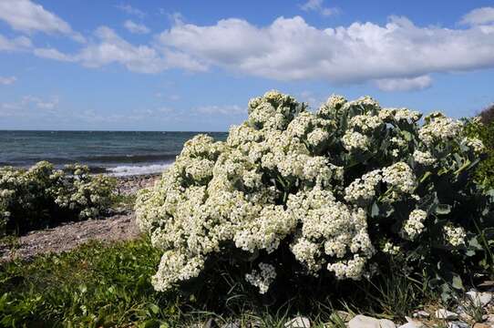 Image of crambe