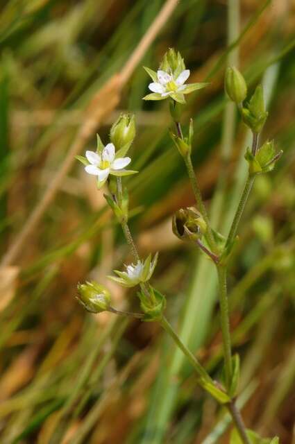 Image of Arenaria serpyllifolia subsp. lloydii (Jord.) H. E. Weber