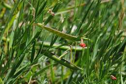 Lathyrus sphaericus Retz. resmi