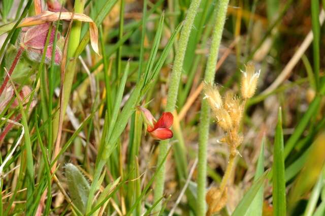 Lathyrus sphaericus Retz. resmi