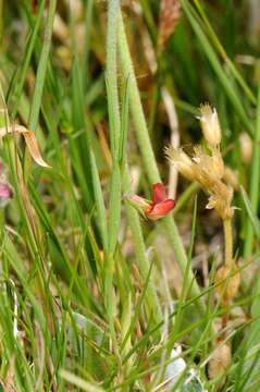 Lathyrus sphaericus Retz. resmi