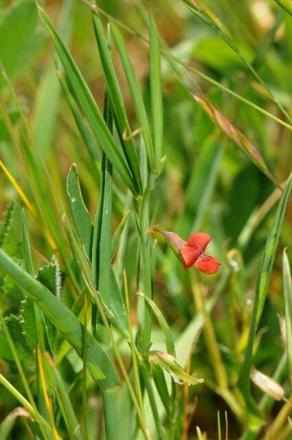 Image of Round-seeded Vetchling