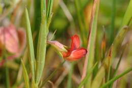 Lathyrus sphaericus Retz. resmi