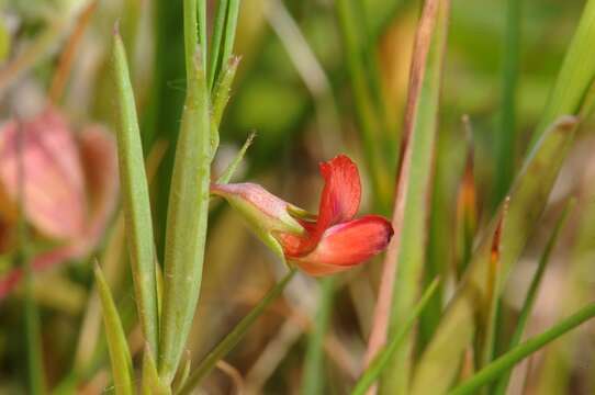 Image of Round-seeded Vetchling