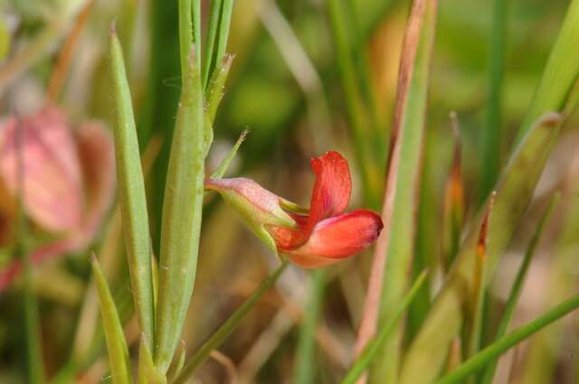 Lathyrus sphaericus Retz. resmi