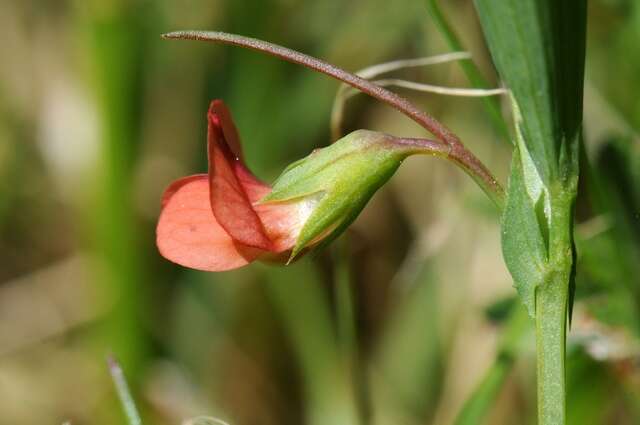 Image of Round-seeded Vetchling