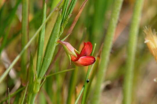 Lathyrus sphaericus Retz. resmi