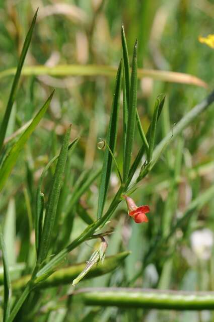 Image of Round-seeded Vetchling