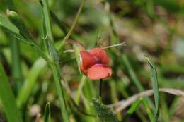 Lathyrus sphaericus Retz. resmi