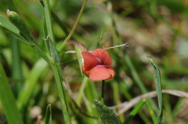 Image of Round-seeded Vetchling